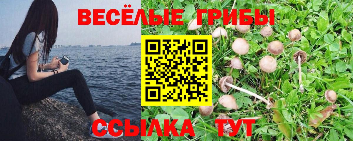 купить закладку  Псилоцибиновые грибы Psilocybe  Вход с VPN  Галлюциногенные грибы прущие грибы  Большой Камень 